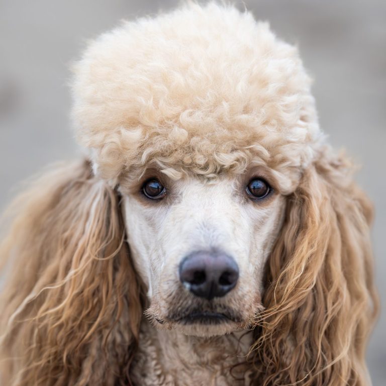 Großes Portät von Hardi Großes Portät von Hardi