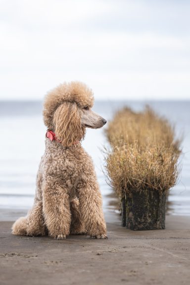 Hadi sitzt neben einer Buhne Hadi sitzt neben einer Buhne. Hadi und die mit Gras bewachsene Buhne haben fast die gleiche "Haarfarbe": Beige-braun/fawn
