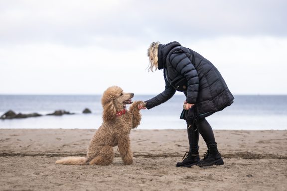 Kommandoübungen mit Ramona und Großpudel Hadi Hadi steht am Ufer Ramona gegenüber und gibt Pfötchen. Im Hintergrund das Meer und die hellgrauen Wolken am Himmel