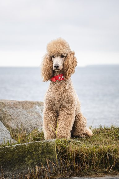 Hadi mit stolzem Blick Hadi posiert auf den großen Ufersteinen und sieht sehr majestätisch aus