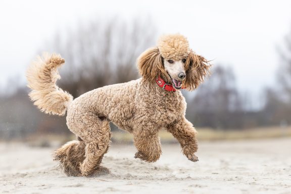 Hadi springt durch den Sand Hadi ist von der Seite zu sehen, wie er vom Strand aus in die Luft sprint. Alles ist in Bewegung
