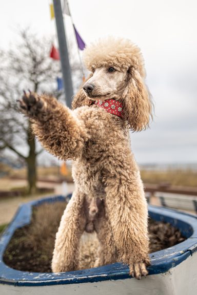 Hadi steht am Bug des Ruderbootes Hadi steht am Bug des Ruderbootes und winkt wie ein Passagier mit dem Pfötchen.