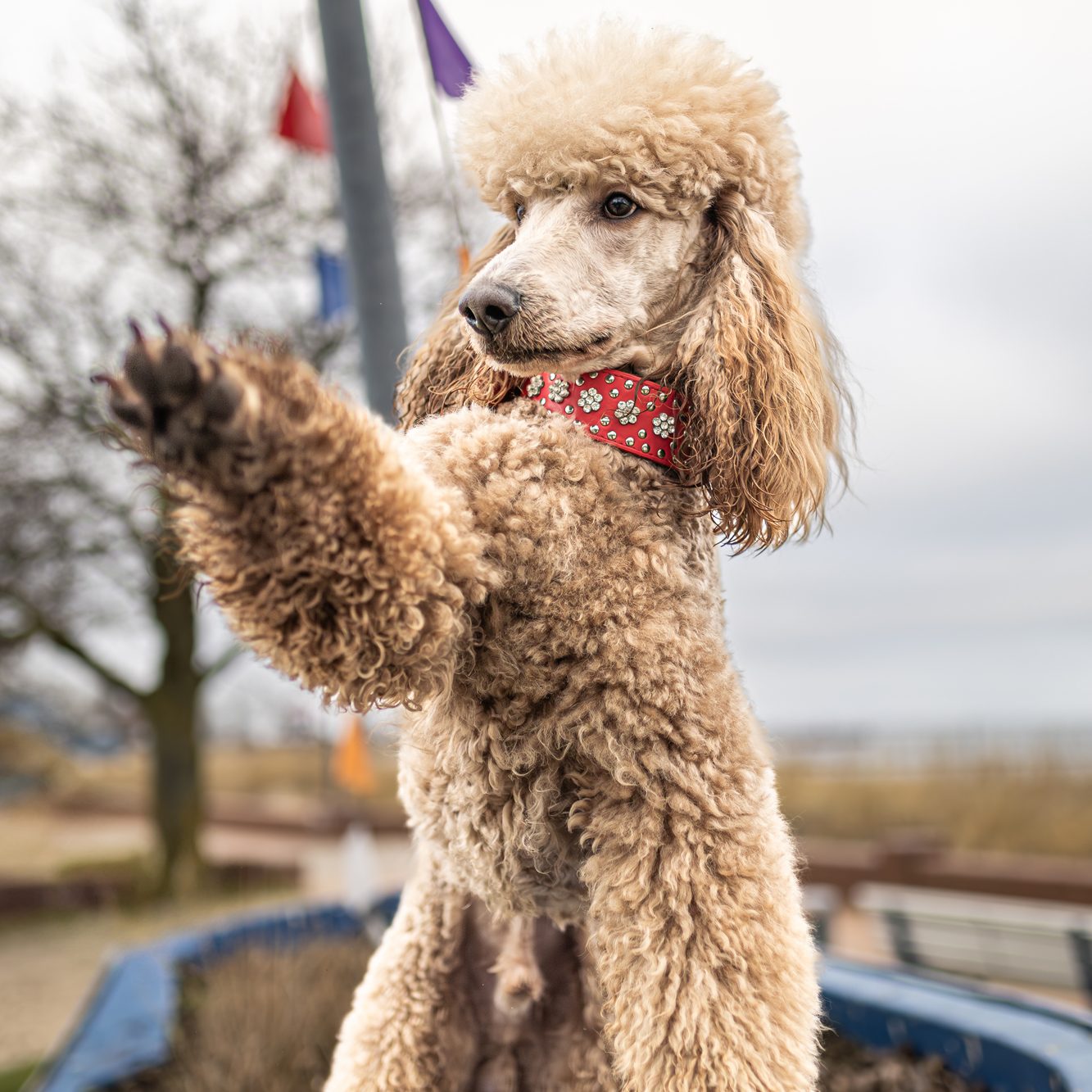 Großpudel Hadi steht auf dem Fischerboot und winkt mit der Pfote