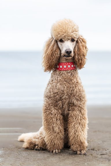 Sitzender Großpudel Hadi Hadi sitzt mit Blick in die Kamera aufrecht am Ufer nicht weit vom Wasser entfernt