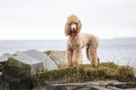Hadi am Haffufer Großpudel Hadi steht auf den großen Felsen am Haffstrand und schaut in die Kamera