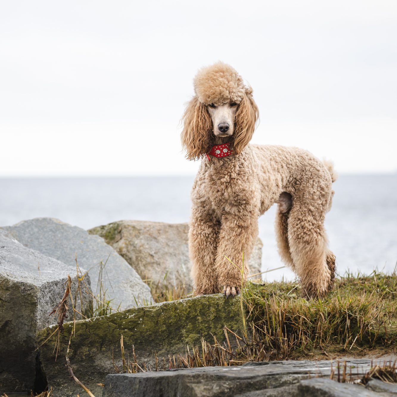 Hadi steht auf den großen Steinen am Ufer des Stettiner Haffs