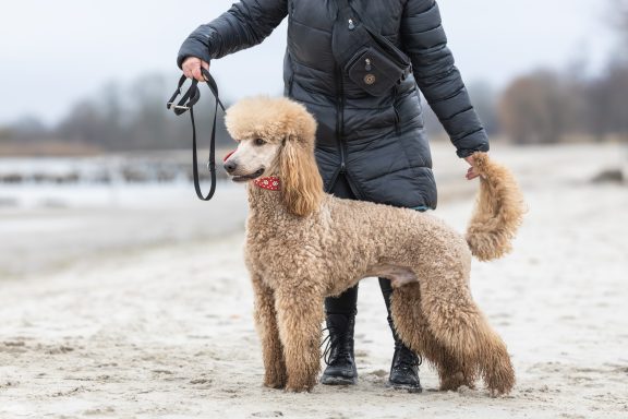 Hadi präsentiert sich in ganzer Schönheit Hadi seitlich steht neben Ramona. Man kann seinen tollen Körperbau erkennen.