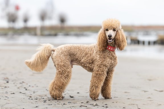 Hadi in seiner ganzen Pracht Deckrüde Hadi in seiner ganzen Pracht seht auf dem Sand und im Hintergrund ist etwas Wasser und der Ueckermünder Leuchtturm zu sehen