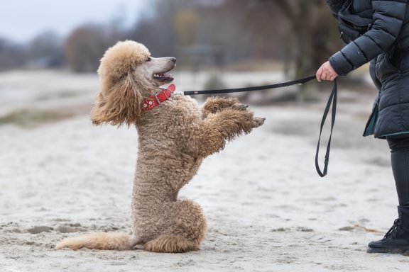 Hadi übt mit Ramona "schön" Ramona und Hadi stehen sich gegen über. Ramona hat die Leine in der Hand und Hadi steht auf den Hinterbeinen