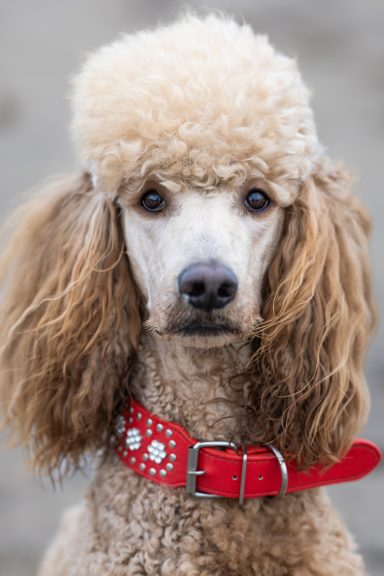 Direktes Porträt von Heartbreaker Sulley von der Herbordsburg Direktes Porträt von Heartbreaker Sulley von der Herbordsburg