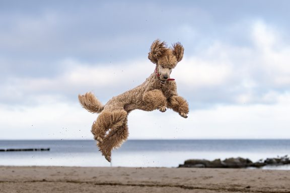 Hadi fängt sein Bällchen in der Luft Man sieht Hadi wie er hoch in die Luft springt um seinen Tennisball zu fangen. Im Hintergund der Horizont, wo das Meer den Himmel berührt