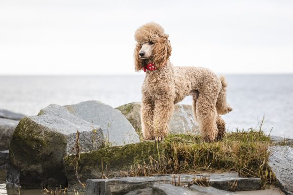Hadi am Haffufer Großpudel Hadi steht auf den großen Felsen am Haffstrand und schaut zur Seite. Im Hintergrund das Haff, welches an diesem Tag ehr grau ist
