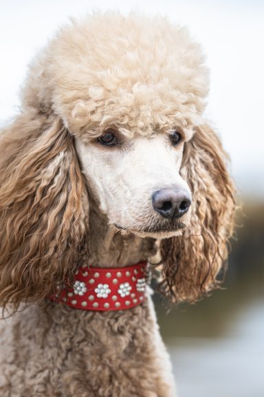 Seitliches Porträt von Heartbreaker Sulley von der Herbordsburg Seitliches Porträt von Heartbreaker Sulley von der Herbordsburg mit rotem Halsband