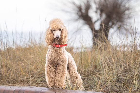 Hadi steht vor dem winterlichen Reet Hadi steht vor dem winterlichen Reet. Im Hintergrund ist die große Weide, welche charakteristisch für den Ueckermünder Strand ist