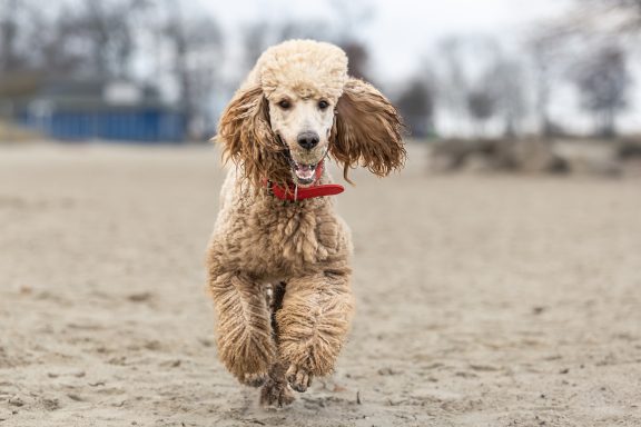 Hadi tobt über den Strand Wirbelwind Hadi tobt über den Sand und läuft auf die Kamera zu, die Pfoten sind in der Luft und die Ohren fliegen nach hinten