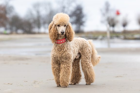 Hadi in Halbpose Hadi steht am Strand seitlich / gerade und schaut in die Kamera