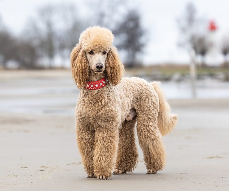Großpudel Hadi steht am Strand, im Hintergrund sieht man verschwommen den Ueckermünder Leuchtturm