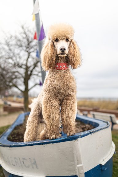 Schiff ahoi Großpudel Hadi steht wie eine Gallionsfigur am Rand eines alten Ruderbootes, welches am Ufer liegt. Im Hintergrund ist die Uferlandschaft
