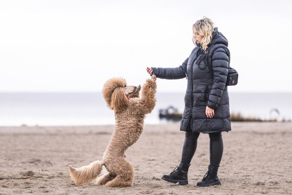 Kommandoübungen mit Ramona und Großpudel Hadi Hadi macht auf Kommoando Männchen und steht nun vor Ramona. Im Hintergrund sieht man das Haff und eine Buhne